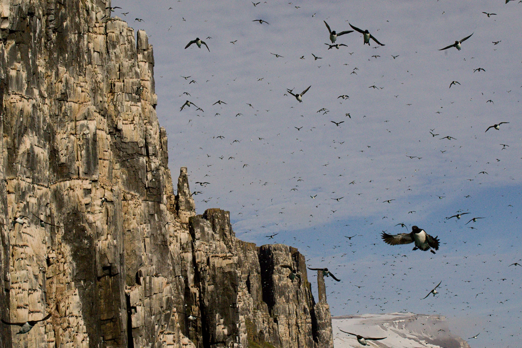 Arctic Birds_Horizontal.jpg