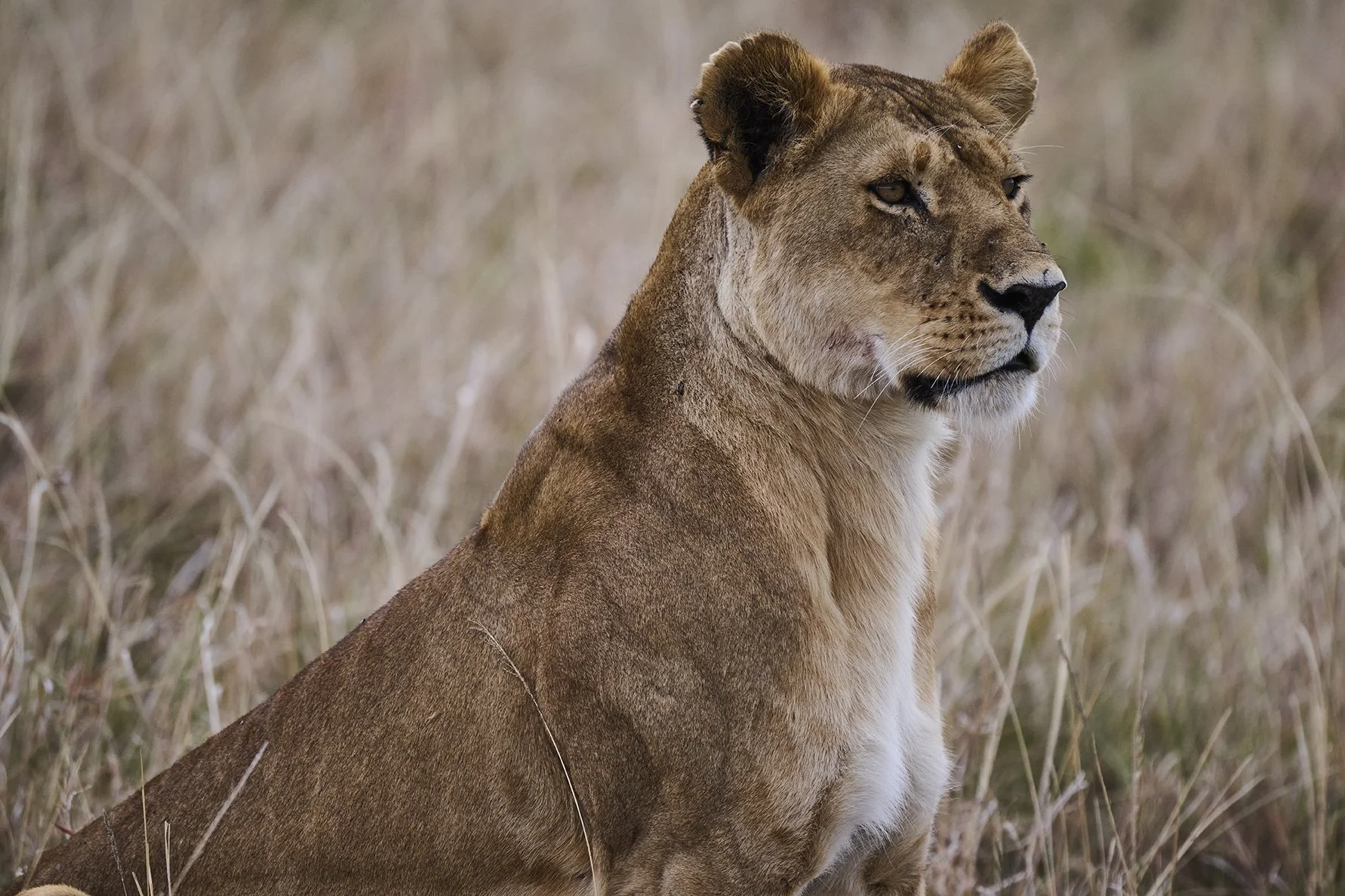 Animal Communication Summit: Learn How to Connect With Animals Beyond Words