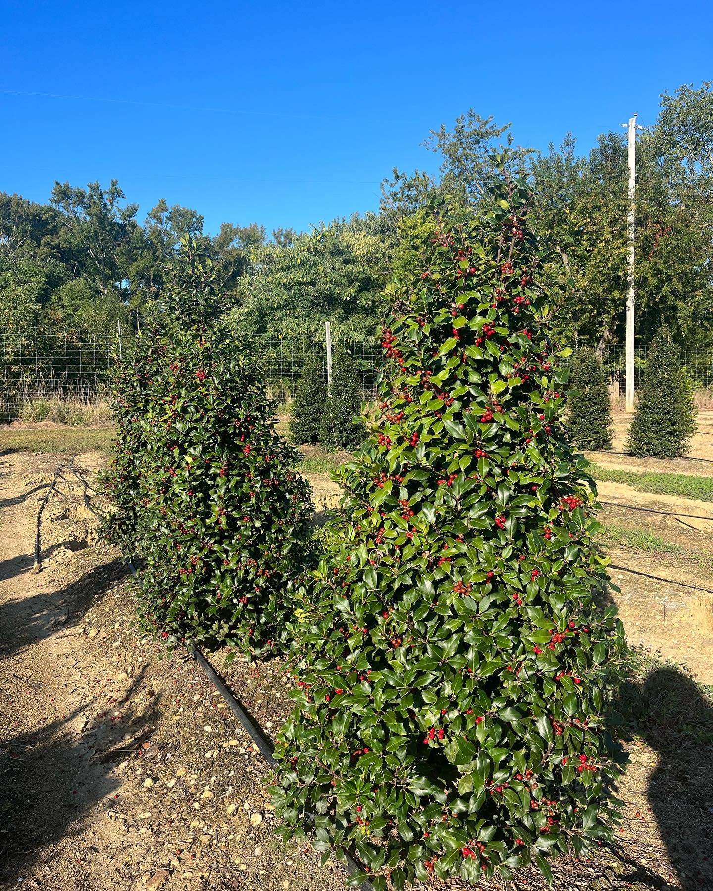 Fall is for berrys!  These centennial girls are starting to put on a show.  In my opinion this plant is underutilized in the landscape, very slow grower, and perfect for spots with limited space. #barbersnursery #nurserystock #plants #plantsofinstagr