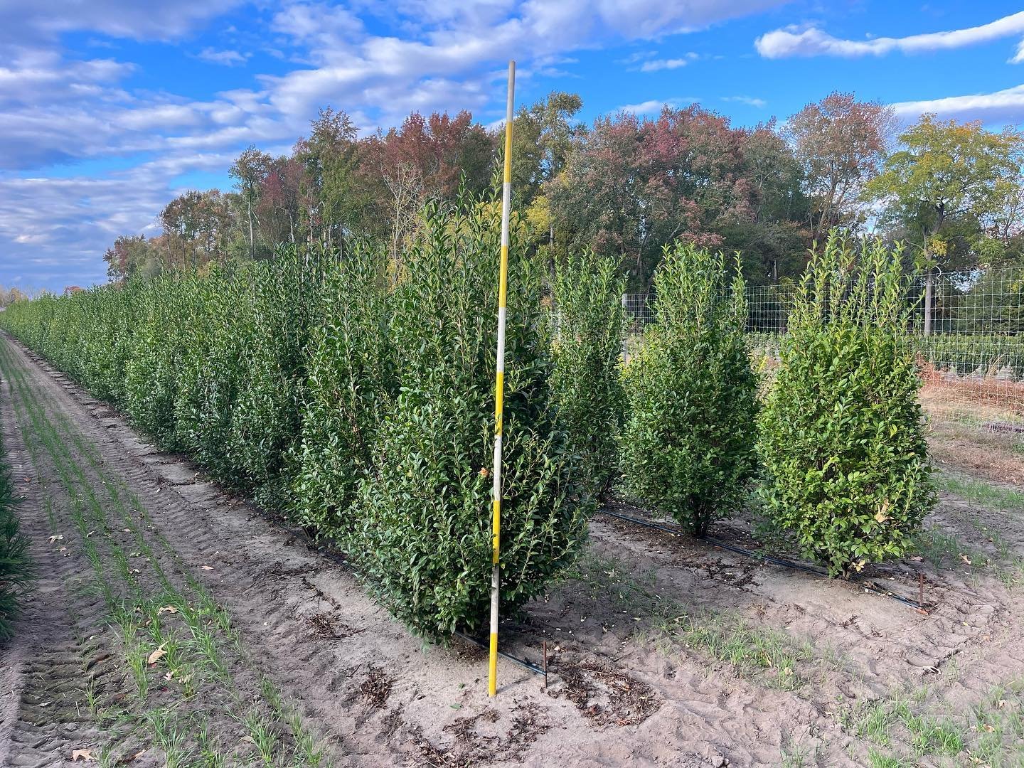 California privet 7/8&rsquo;, perfect for an instant screen! #nurserystock #barbersnursery #plants #plantsofinstagram #plantsmakepeoplehappy