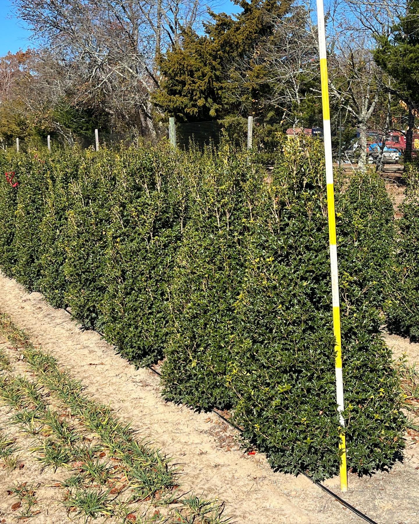 Osmanthus gulftide 5/6&rsquo;, torulosa 6/7&rsquo;. #barbersnursery #plants #plantsofinstagram #plantsmakepeoplehappy #nurserystock