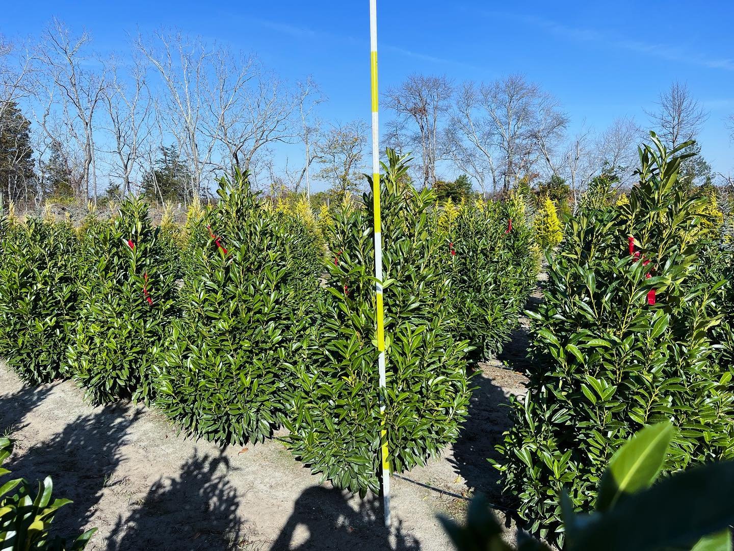 1. Prunus laurocerasus &lsquo;S&amp;S Supreme&rsquo; - 5/6&rsquo;
2. Ilex meserveae &lsquo;China Girl&rsquo; - 3.5-4&rsquo;

#barbersnursery #nurserystock #plants #plantsofinstagram #plantsmakepeoplehappy