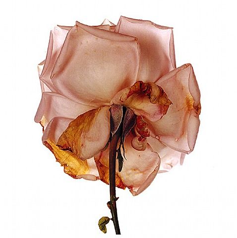 artnet-galleries-flower-by-irving-penn-from-hamburg-kennedy-photographs-1363897174_b.jpg