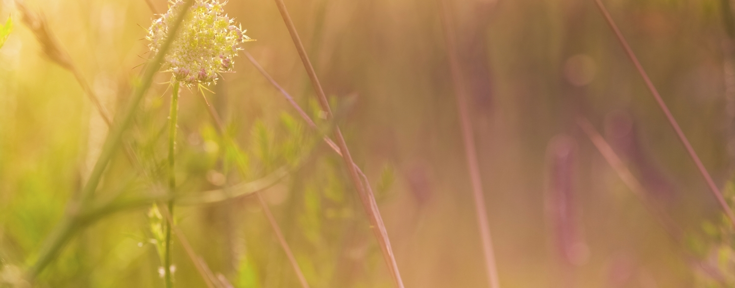 iStock_000011955767XLarge.jpg