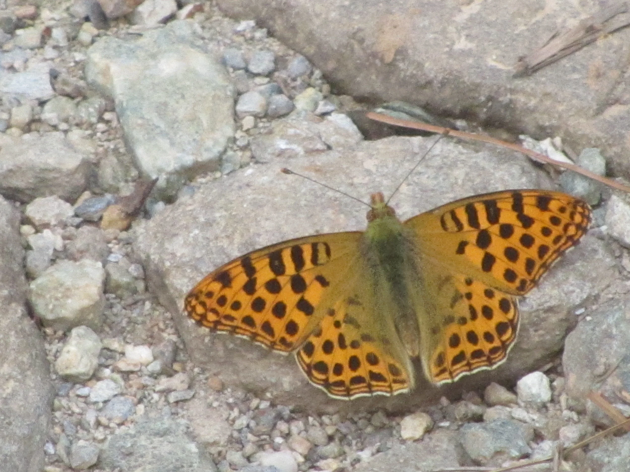 Private Consultation for Vedic Meditators - South Australia