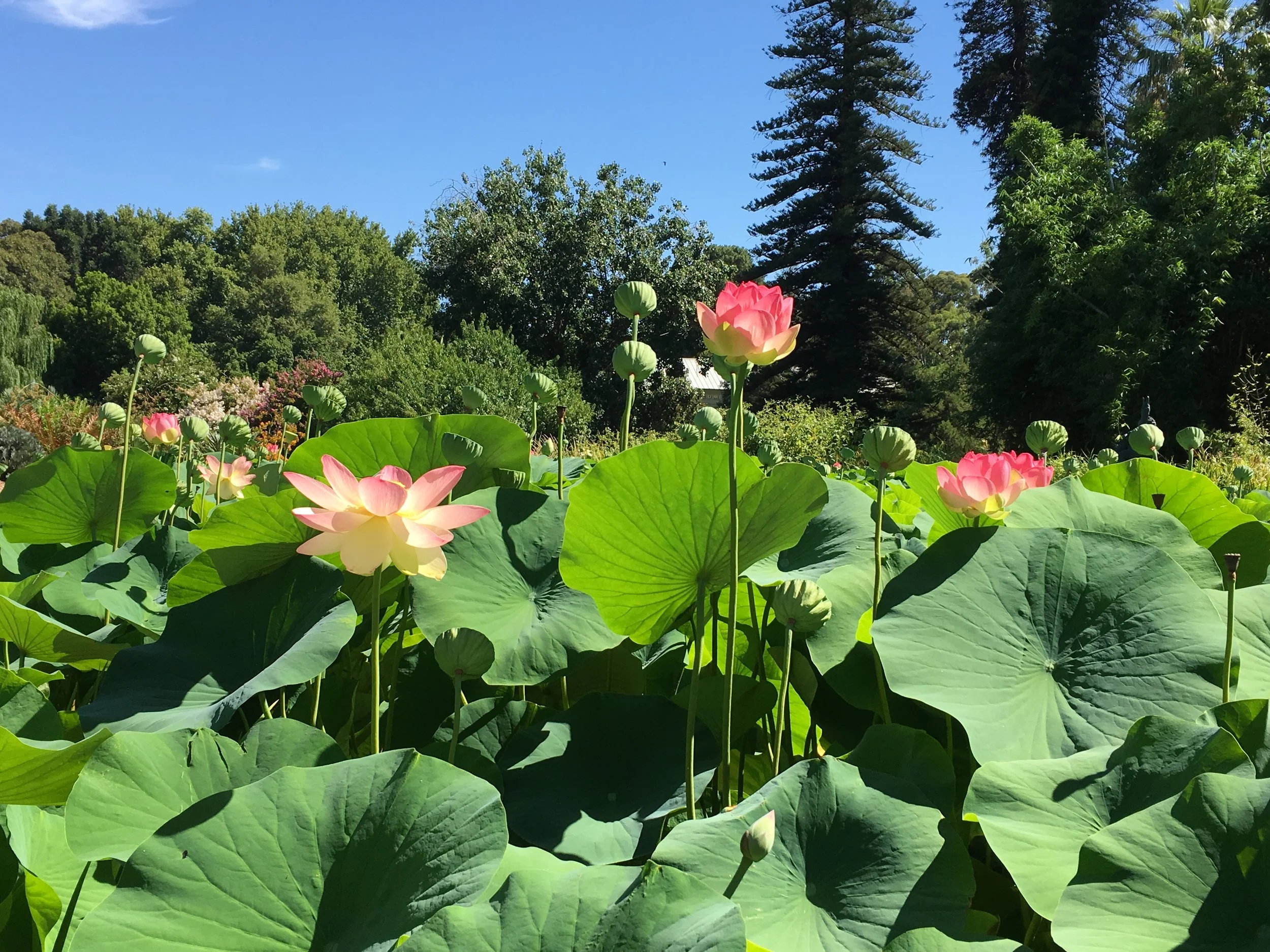 FREE GROUP MEDITATION and Q&amp;A  Encounter Bay, South Australia 