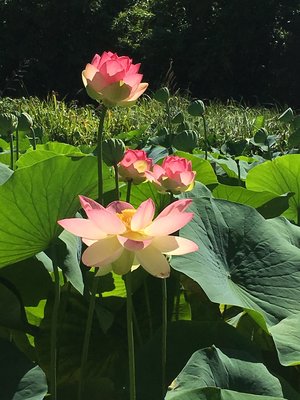 Course in Vedic meditation 