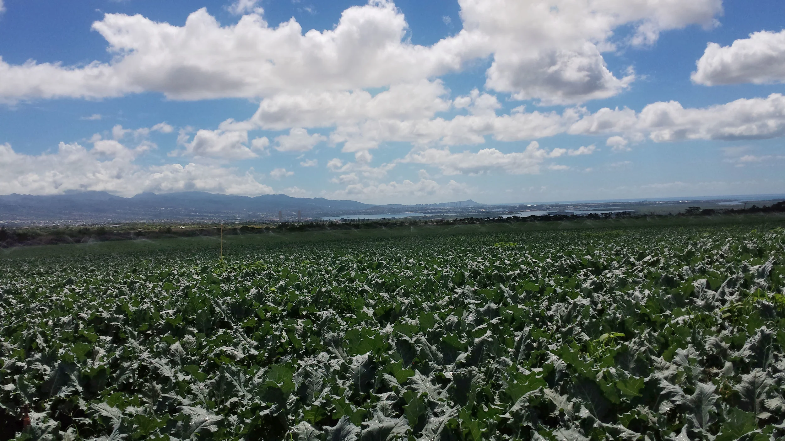 Broccoli field