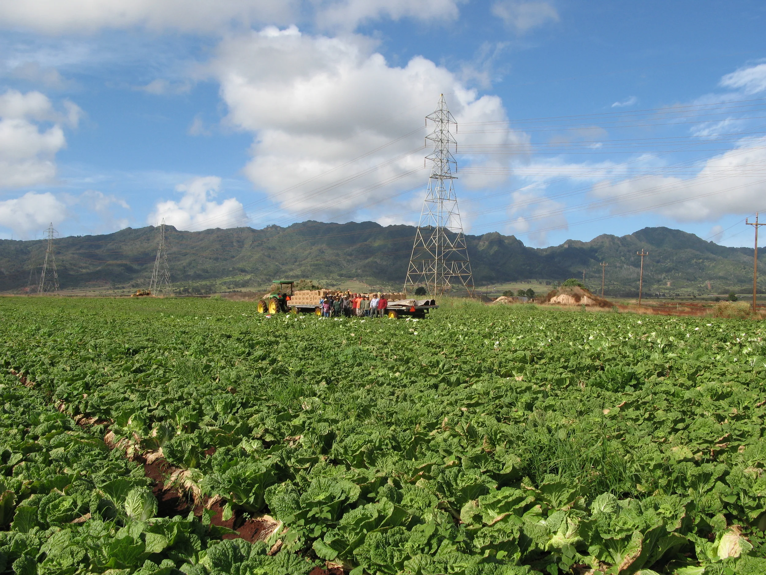 Our hardworking cabbage harvest crew