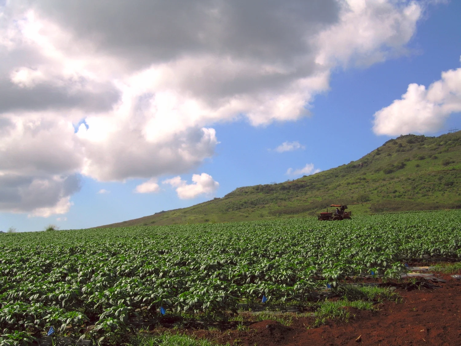 Bell pepper fields