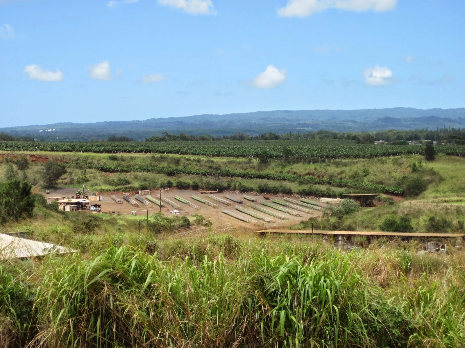 A glimpse into our seedling nursery