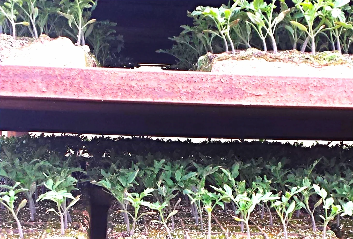 Seedlings.jpg