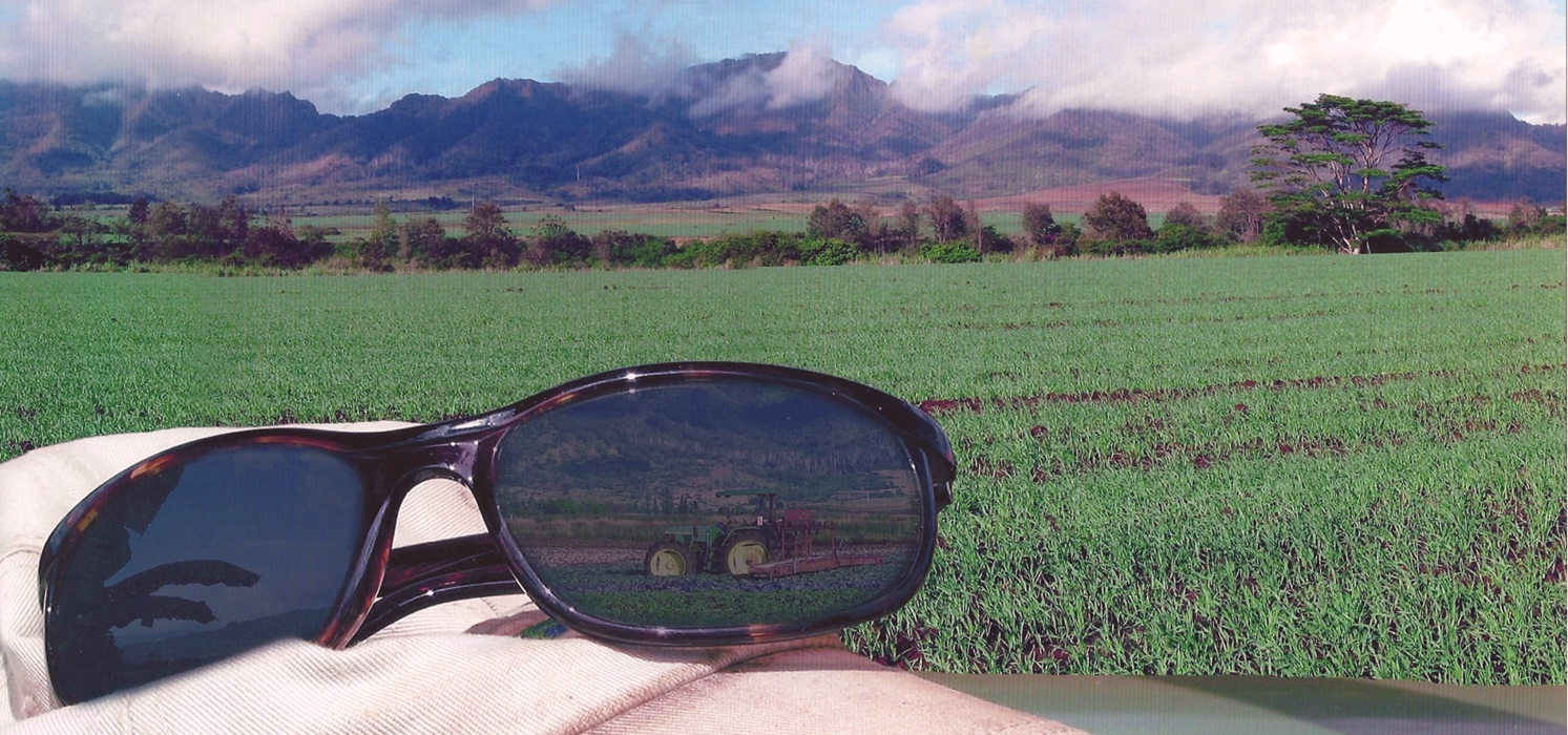 Sunglass Header.png