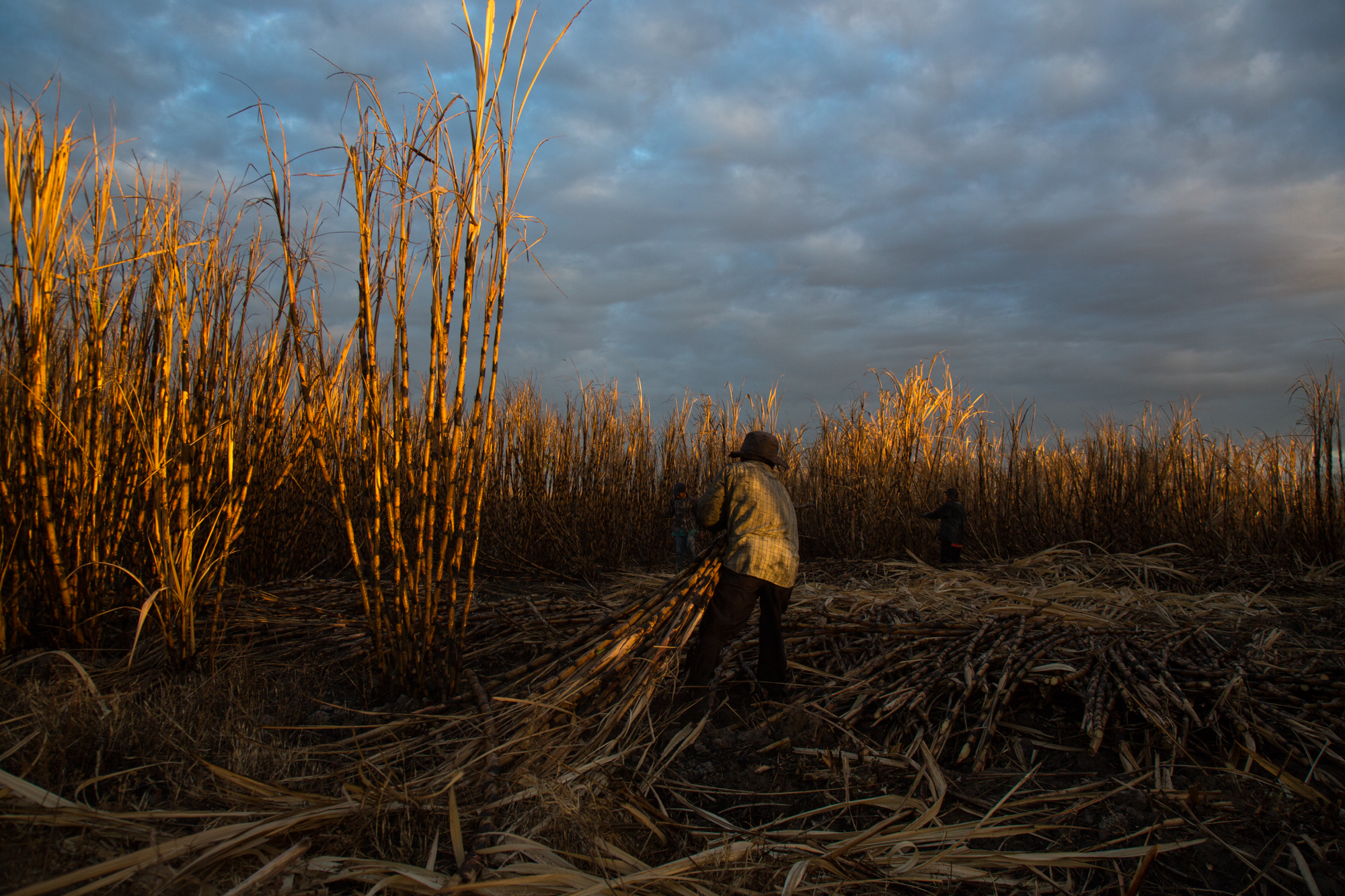  A man drags cut sugarcane in the early morning at the La Carrera plantation near the Bay of Juiquilisco, El Salvador. 