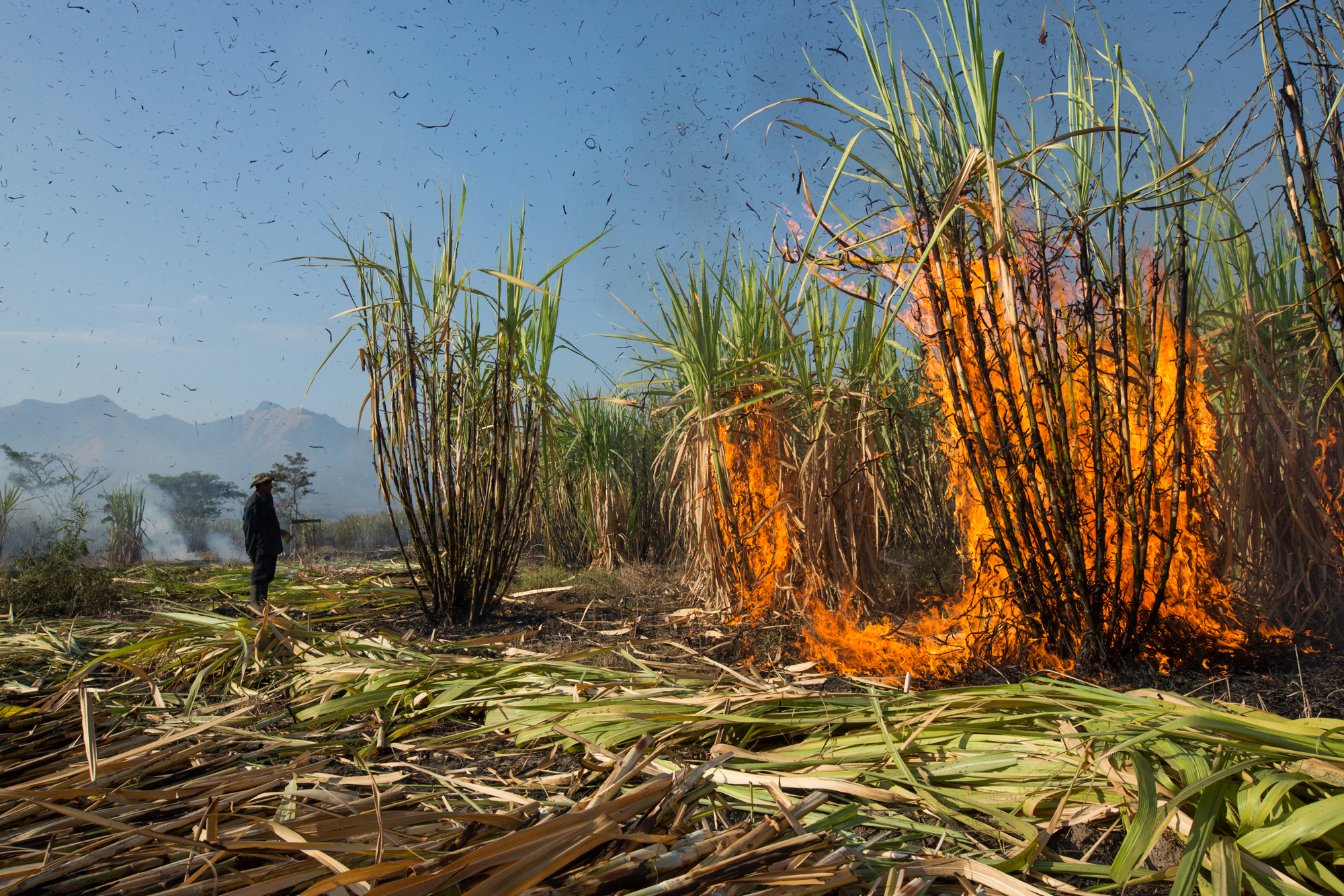  A section of green cane that went unburnt the night before is torched to discard of the leaves while workers proceed to cut through the field in Los Almendros, Cuscatlan, El Salvador.&nbsp; 