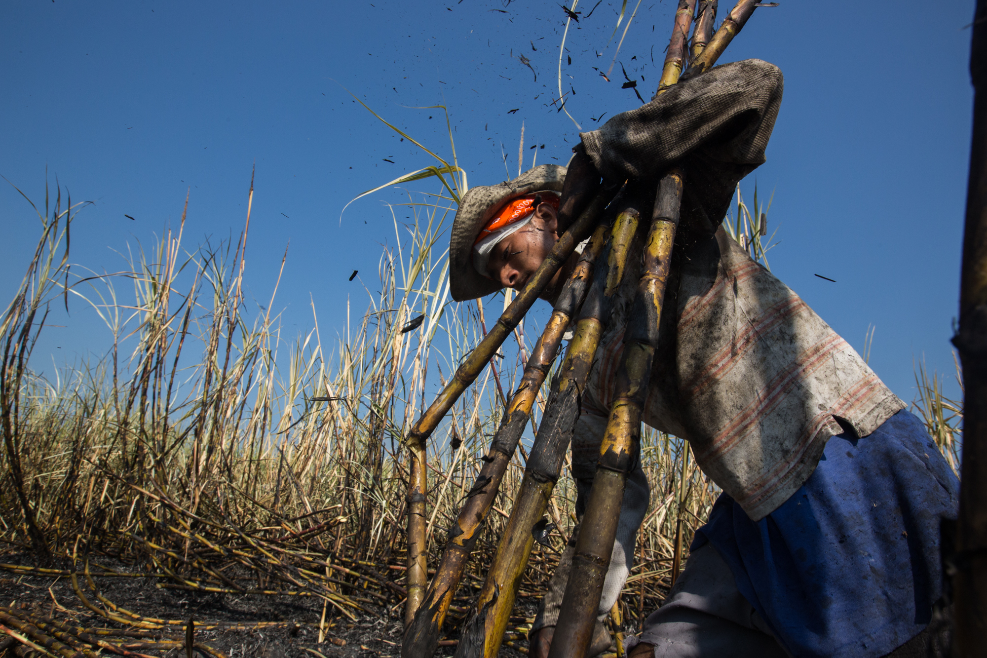  Adolfo Antonio Paises Hernandez, 20, of Los Almendros, Cuscatlan, El Salvador cuts cane while particpating in an accelerometer study. During the week of February 22-28 researchers working with the WE Program used state of the art accelerometers to m