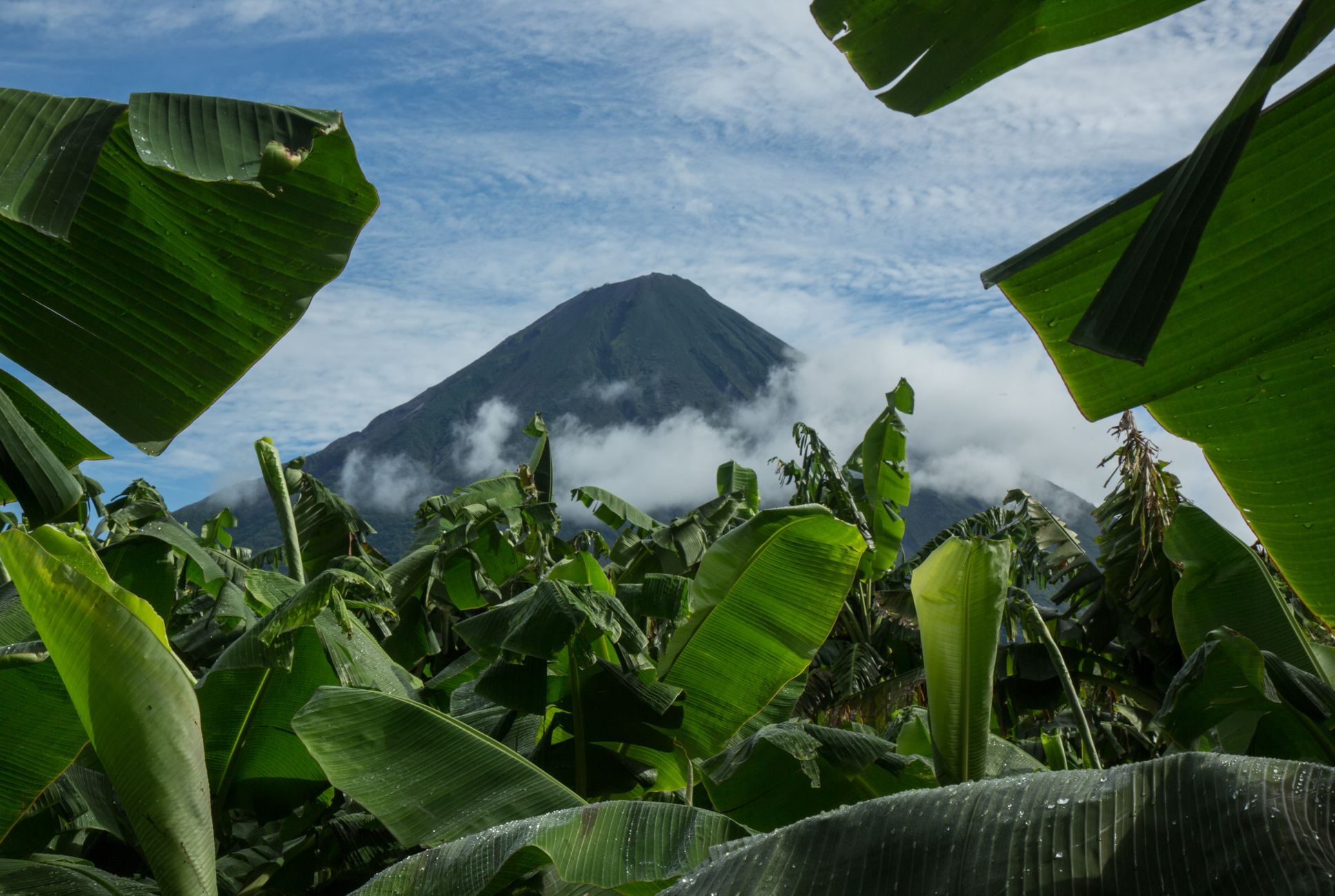  Concepcion Volcano, Ometepe, Nicaragua rises through plantain plantations. Ometepe's main export is plantains and exports to El Salvador and Honduras in addition to nationally.&nbsp;    