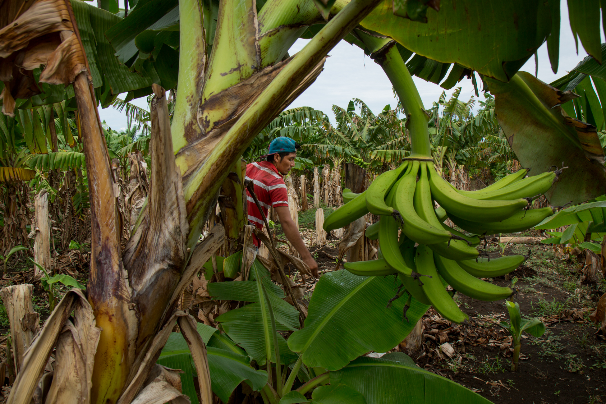  Workers at a plantain plantation, in Santa Teresa, Ometepe Their land is under threat to be confiscated by the governemnt if the Grand Canal project goes through 