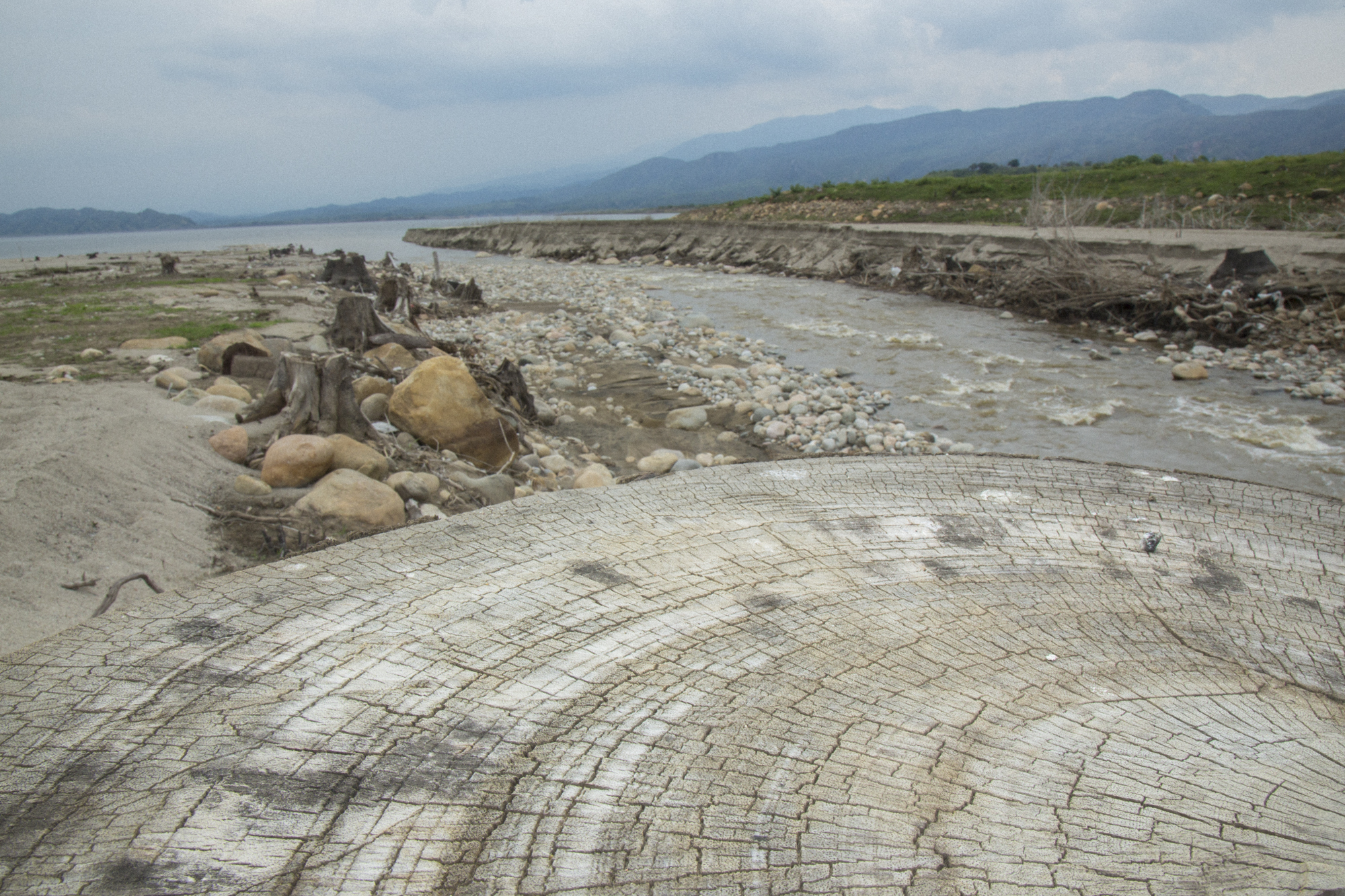  Stumps are all that is left of forest that once stood along the banks of a tributary river that flowed into the Magdalena River and was the source of fishing for many local fishermen before the construction of the Quimbo dam. Near Las Jaguas, Huila,