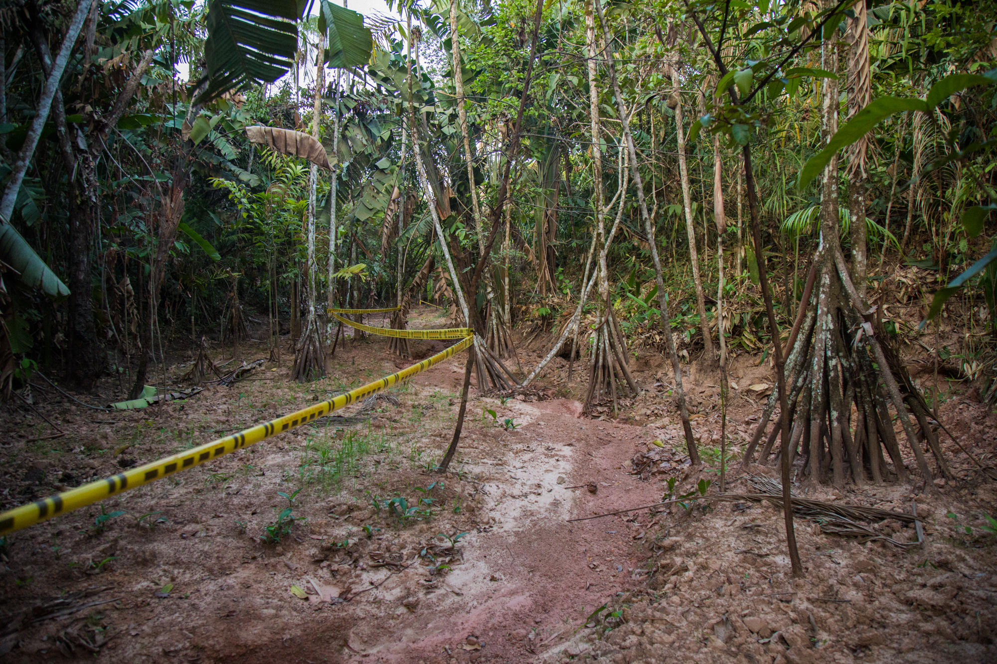  A creek bed caked in oil contamninated mud where an oil spill occured months earlier. Evidence of the spill and subsequent clean up shown by police tape that runs through the dying trees. Rubiales Meta, Colombia. April 9, 2017 