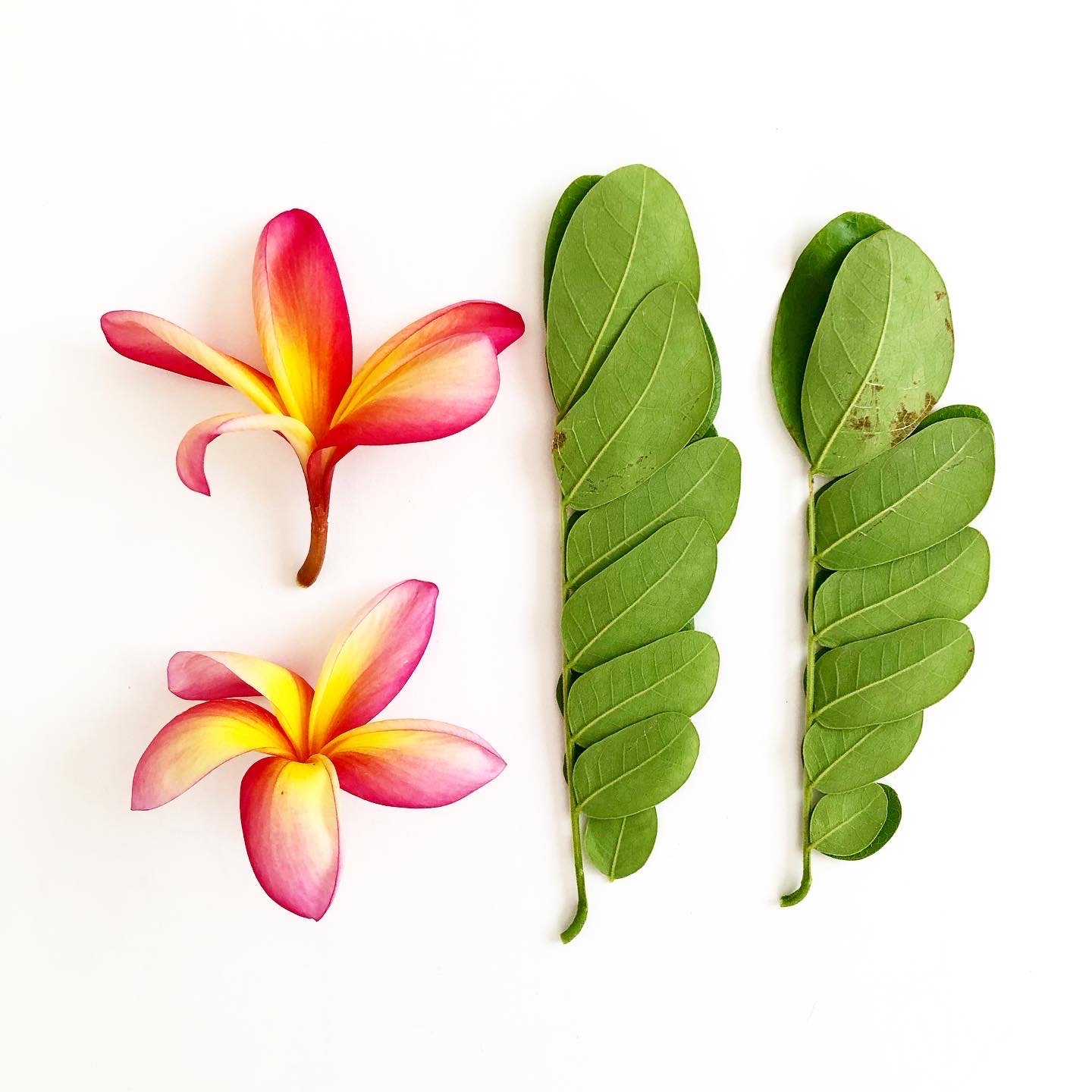 rawmona - making of parrot greeting card and sticker.JPG