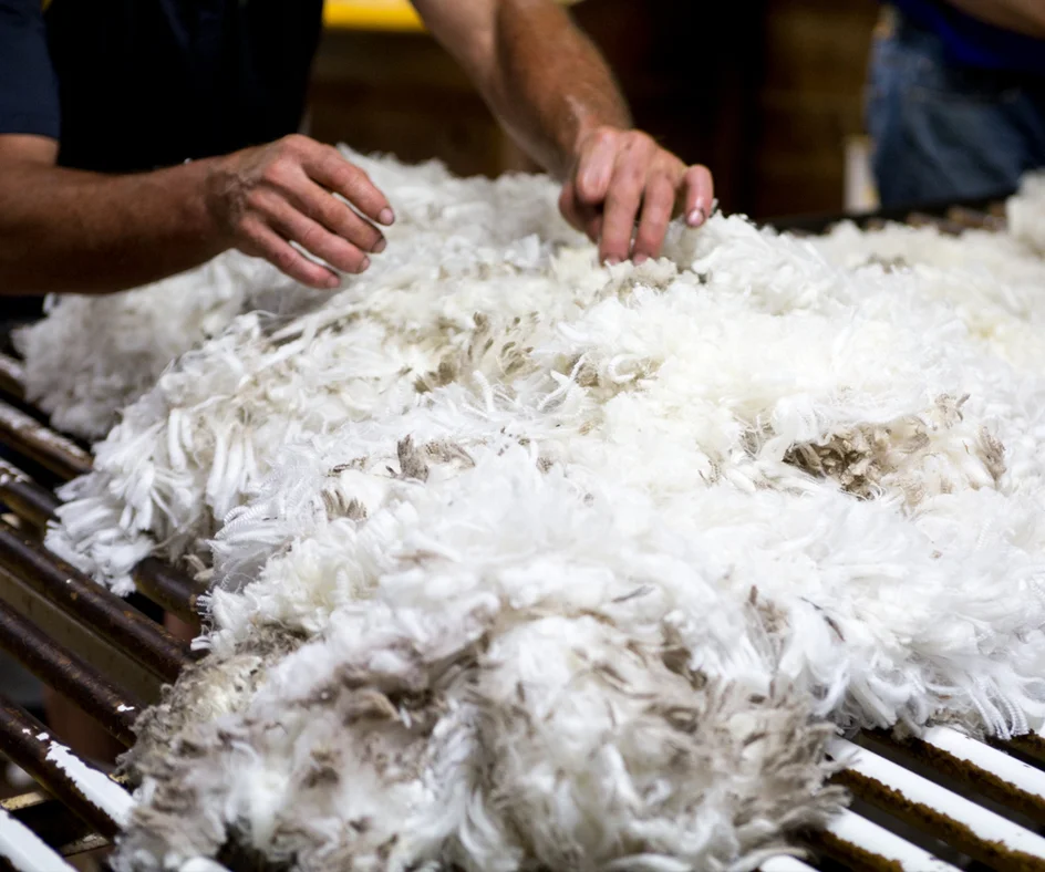 shearing-6.jpg