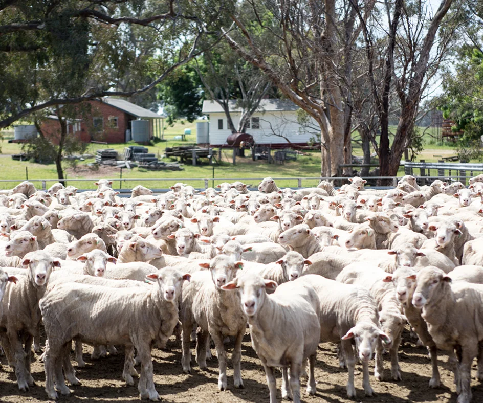 SHEEP.jpg