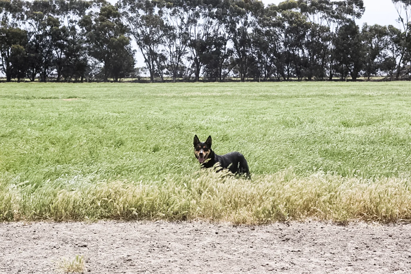 DOG-1-13.jpg