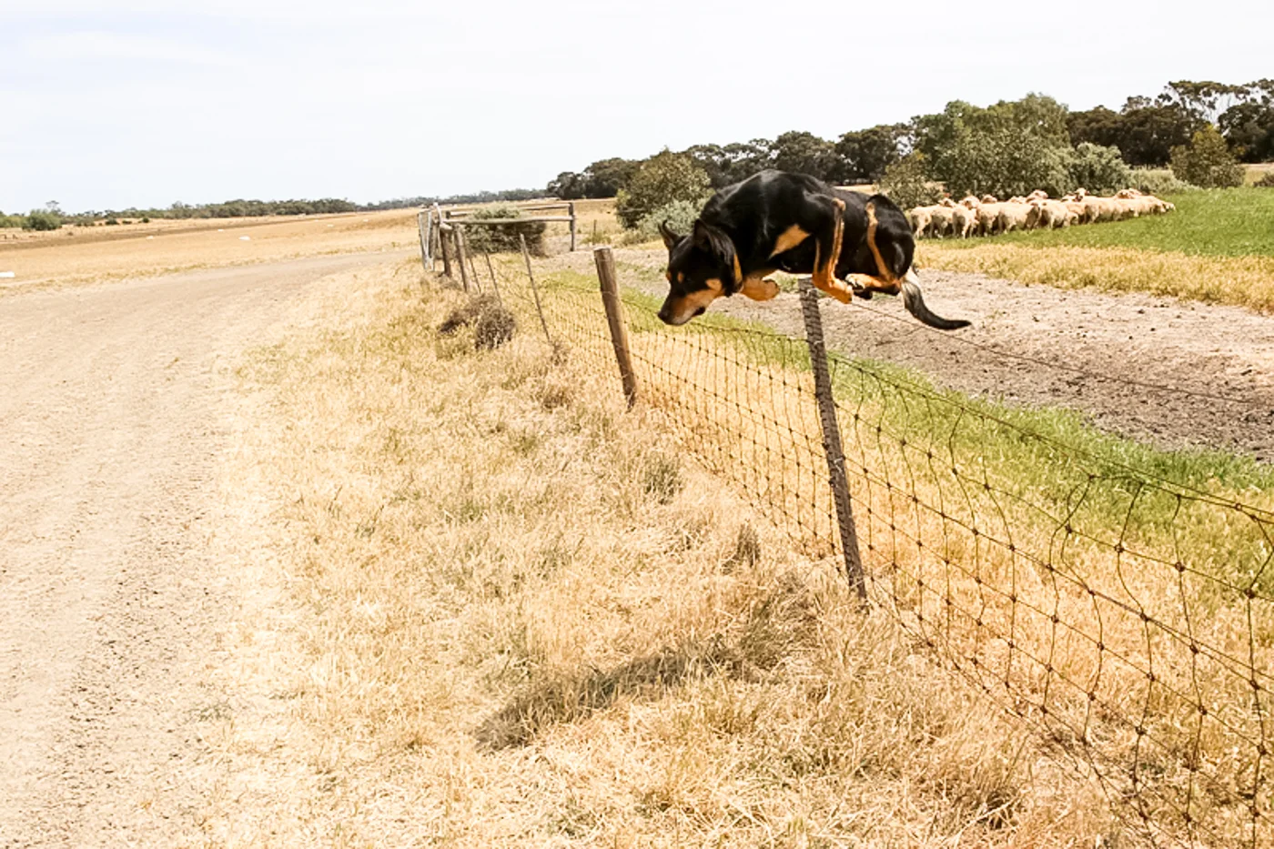 DOG-1-14.jpg