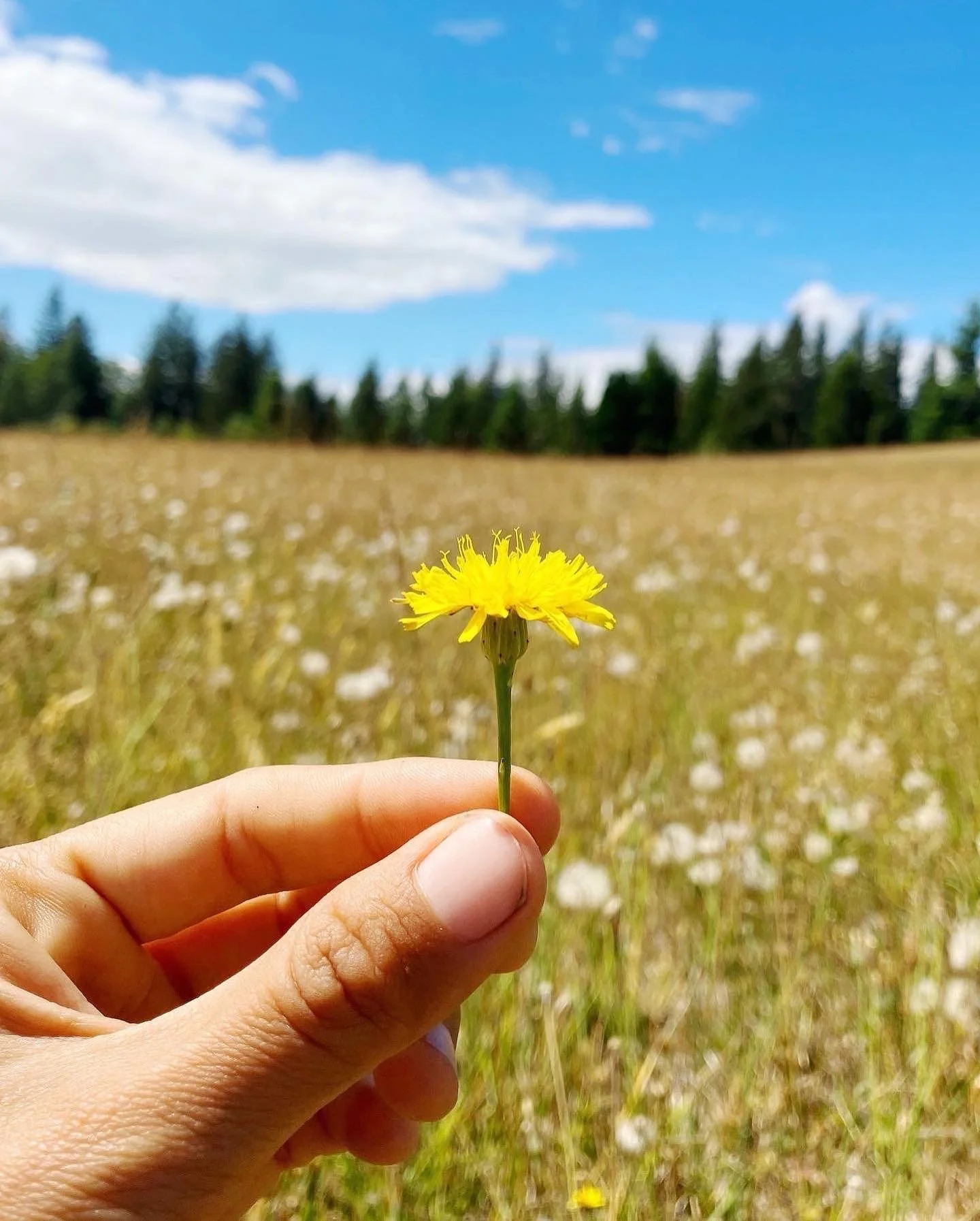flowers in nature.JPG