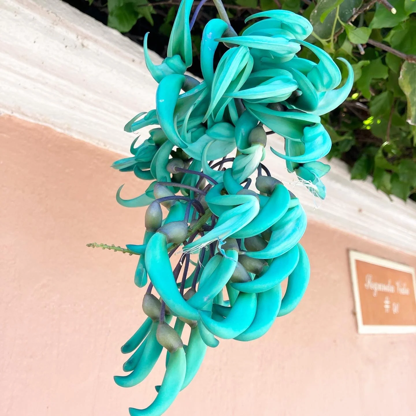 blue flowers in ajijic.JPG