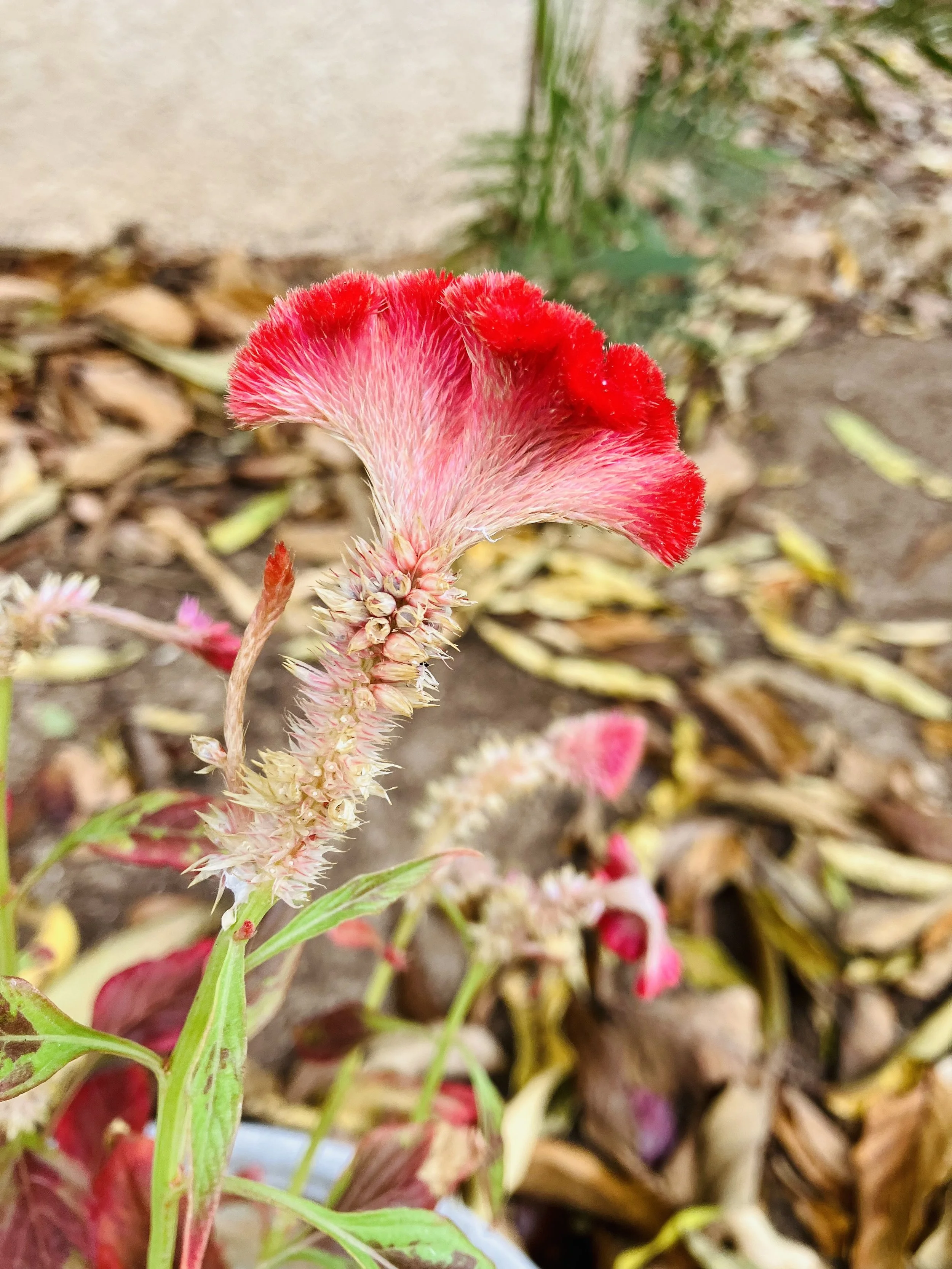 red flowers in cancun.jpg