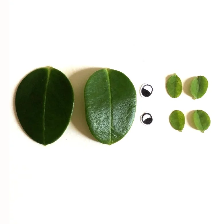 turtley - decomposed.JPG