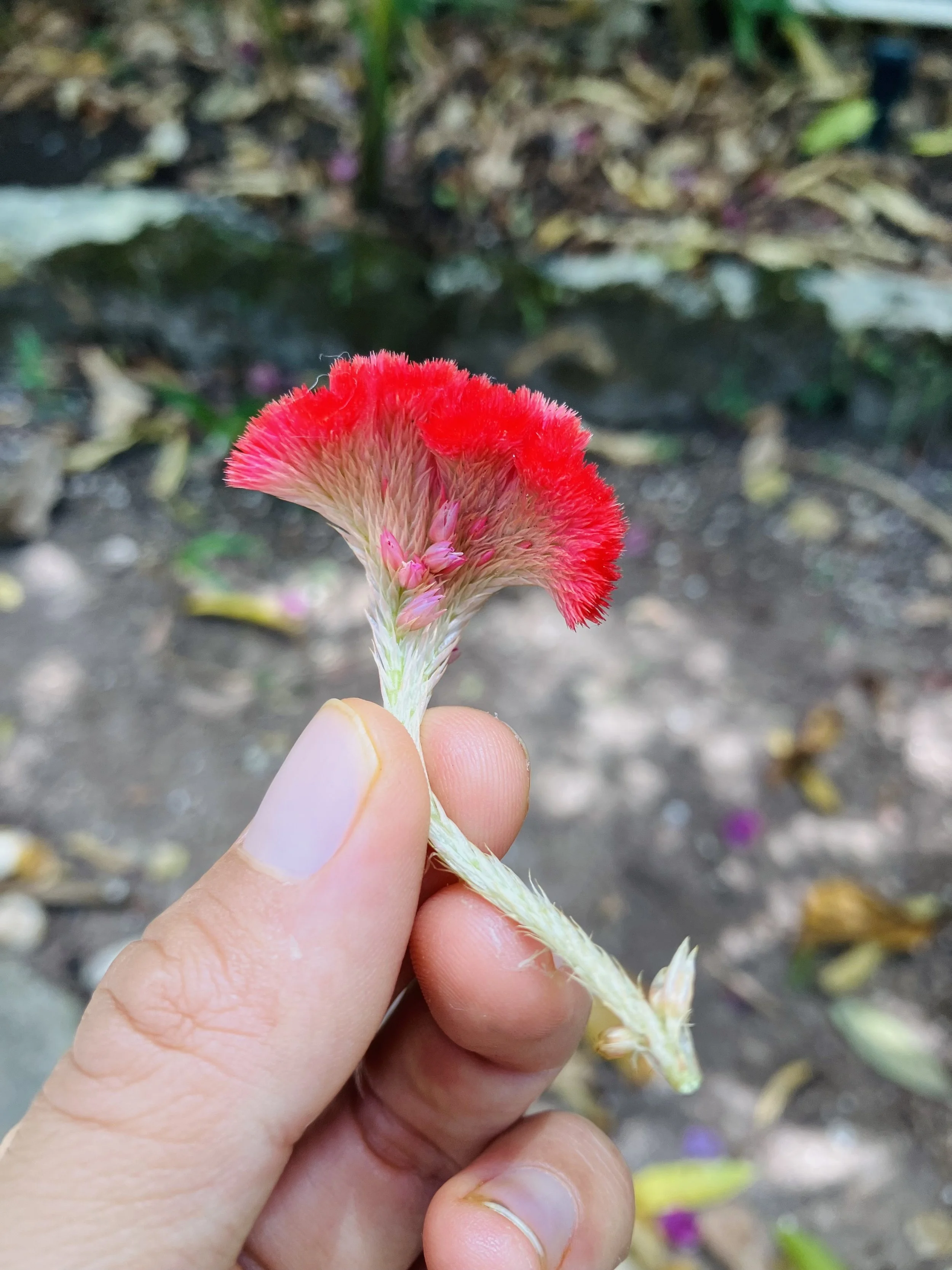 red flowers in cancun2.jpg