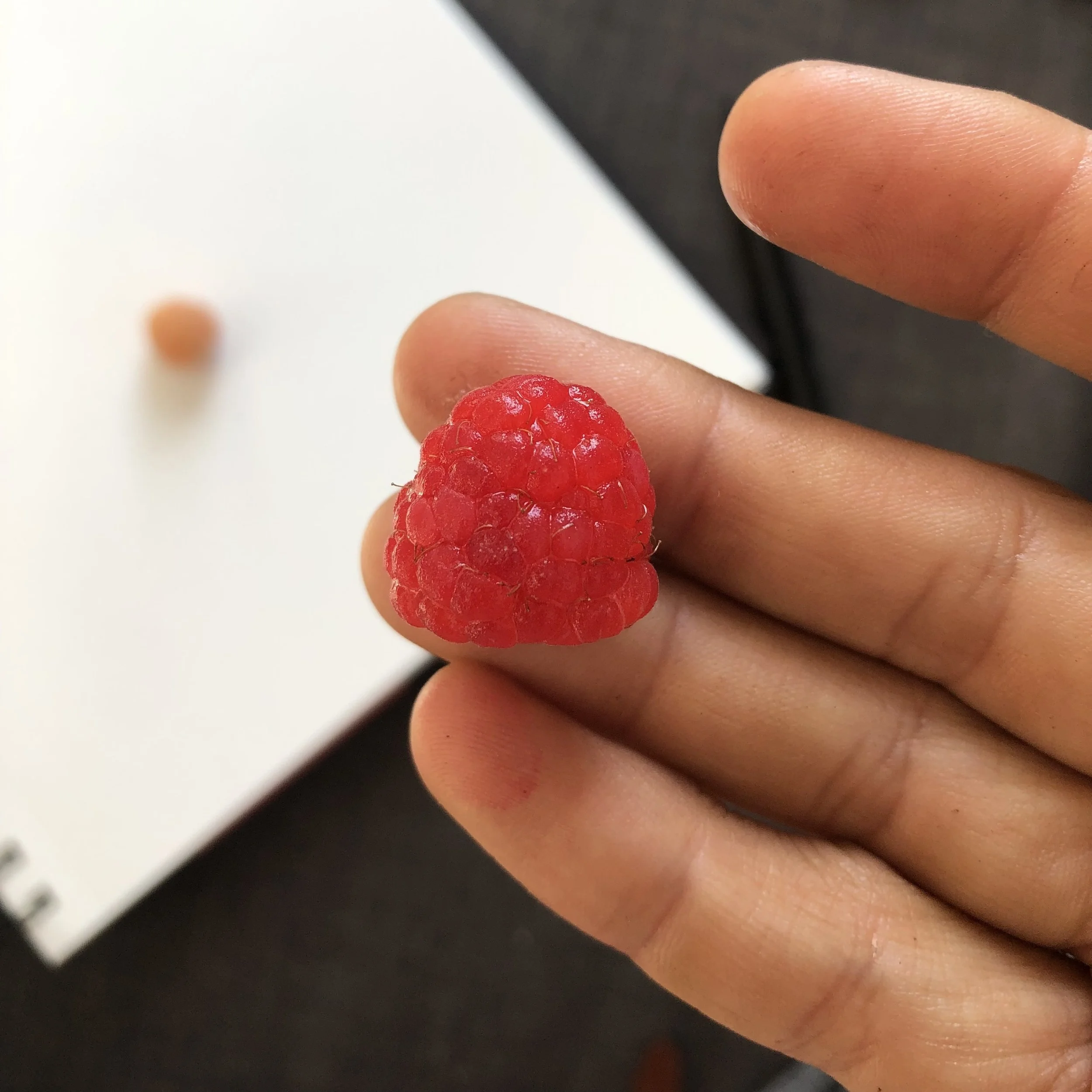 raspberry .jpg