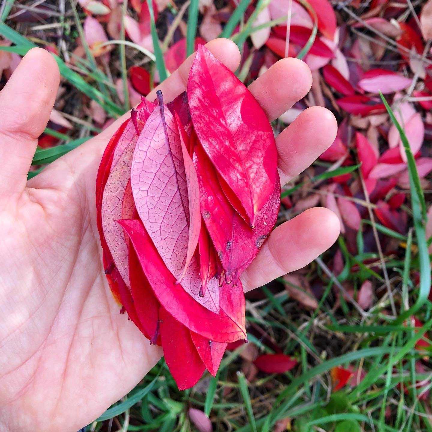 red leaves for heart sticker and greeting card.JPG