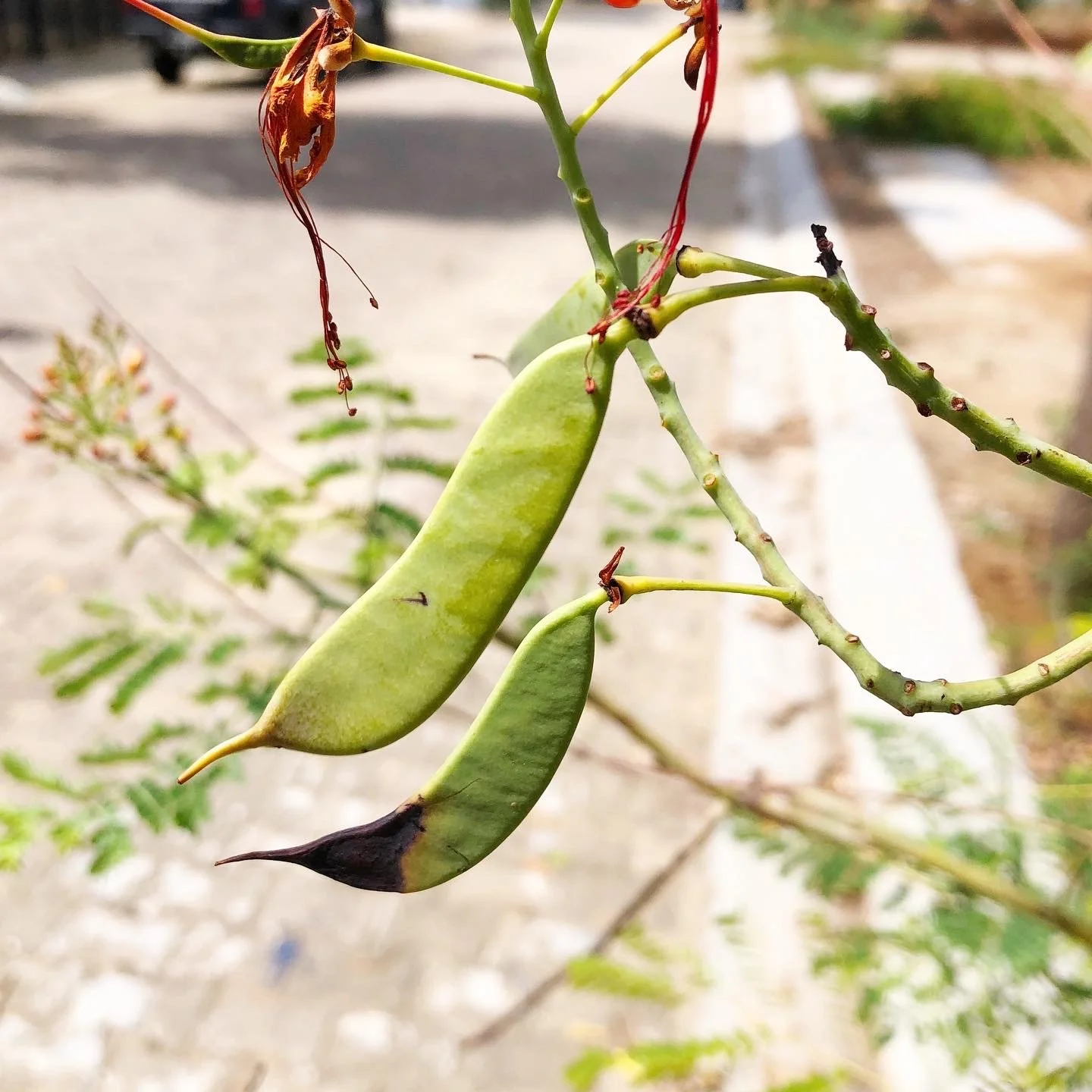 rawmona making of hummingbird greetning card.JPG