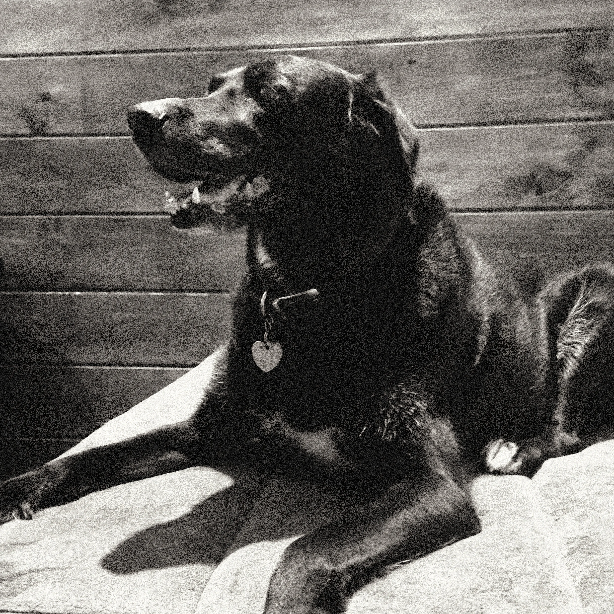 DOG_2_72.jpg