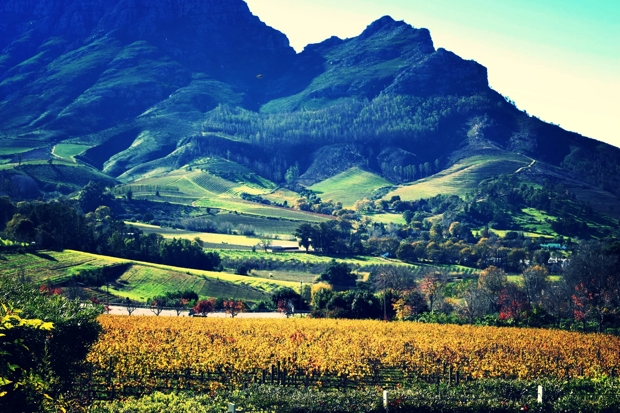 Stellar Wine in the Stellenbosch Mountains