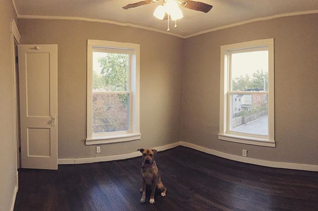 Every room looks cuter the our &ldquo;professional dog model&rdquo; #vedathepup ... check out our bright, clean (and most importantly FINISHED) bedrooms at just over 120 square feet a piece!  We&rsquo;re almost ready for renters! Check them out today