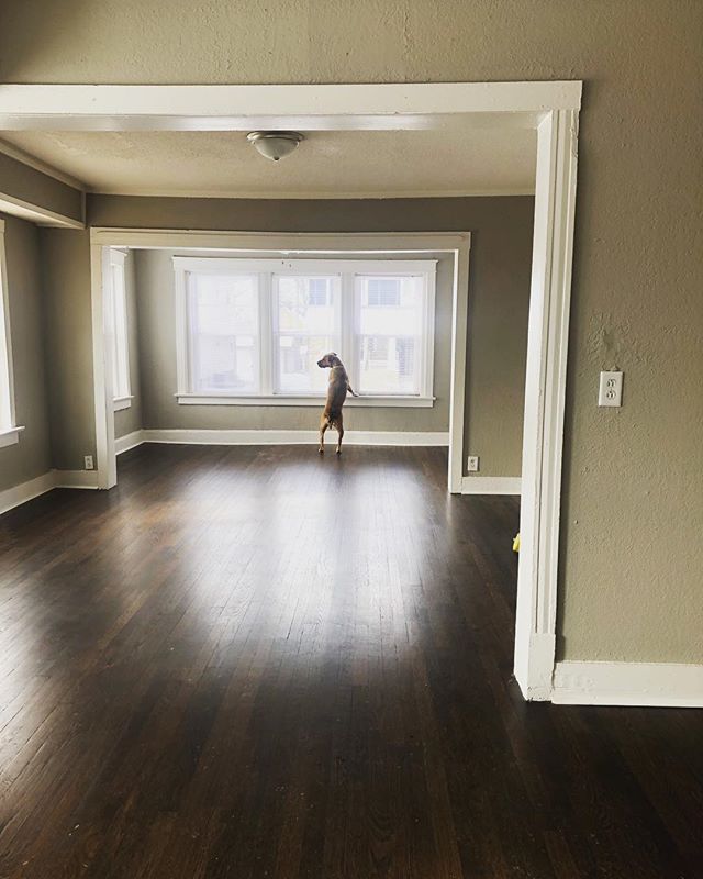 Its hard to believe that we&rsquo;ve been renting the Hexplex for a year... but the first tenants have moved out and #vedathepup is back to oversee the cleaning!