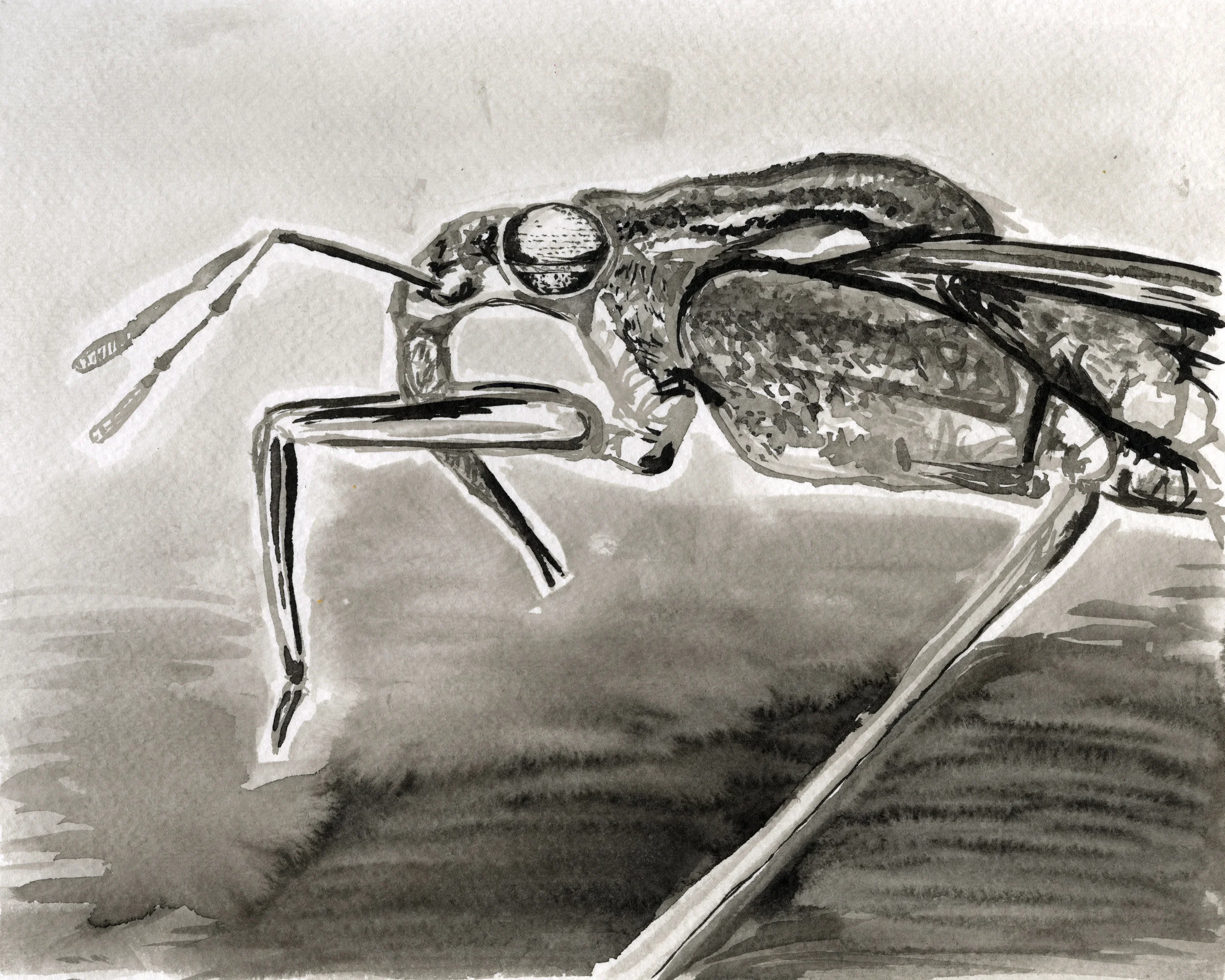 "Water Strider Stance" 2015 10 x 8 inches Sumi Ink