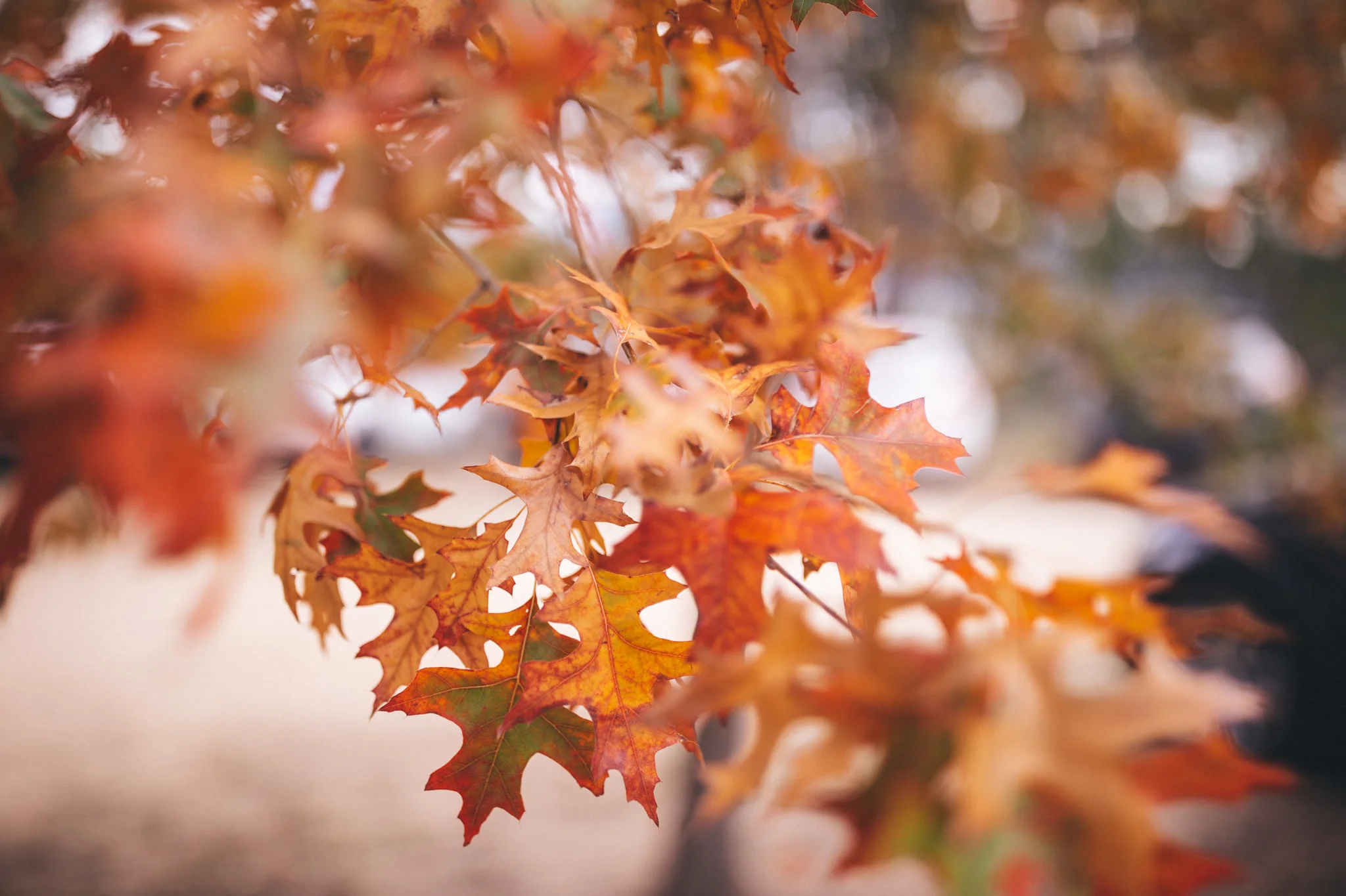 Ann-Marie-Yuen-Photography-0002.jpg