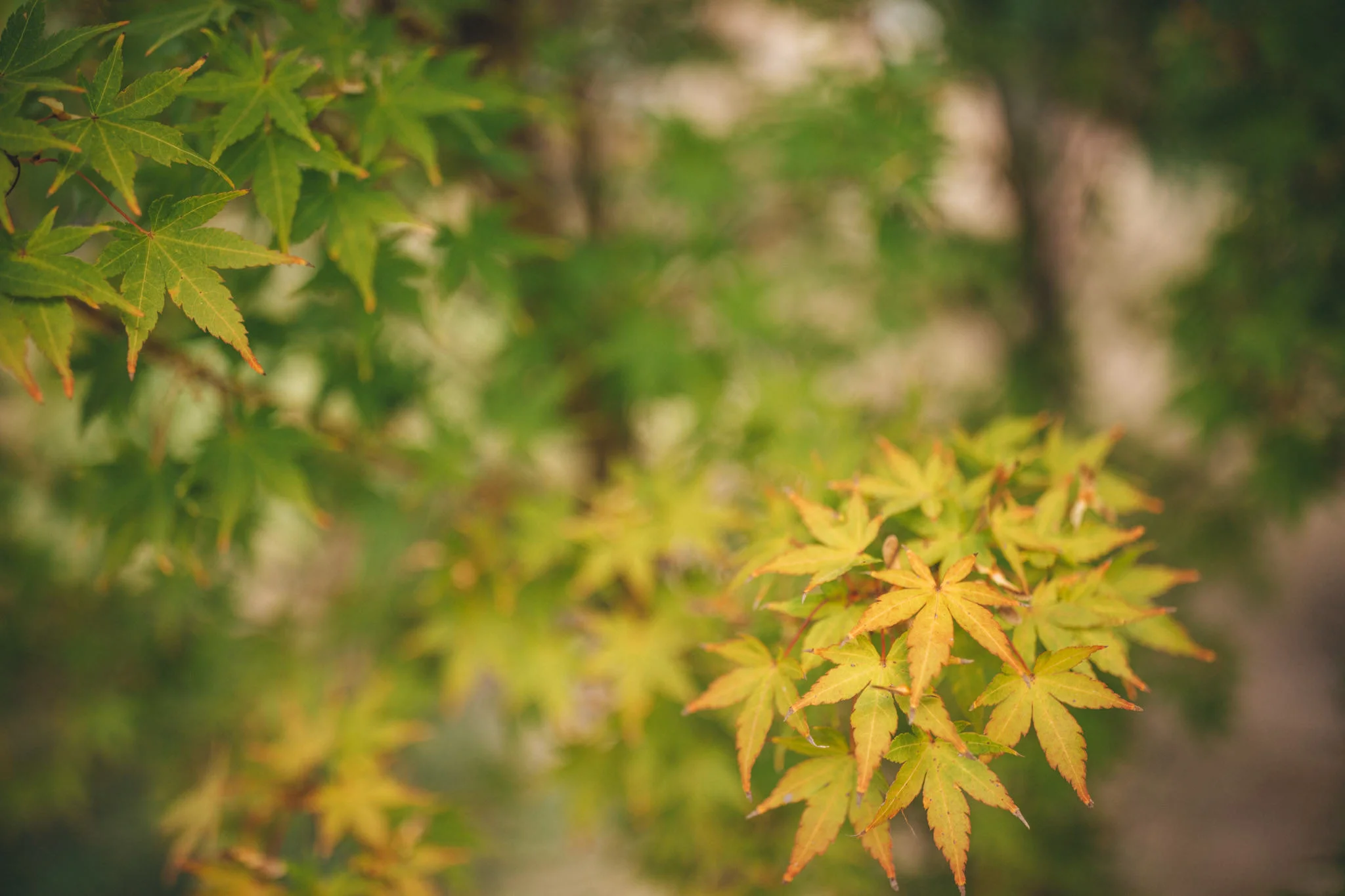 Ann-Marie-Yuen-Photography-0038.jpg