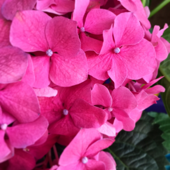 Enjoying Easter as long as possible with these bright hydrangeas from my parents. 