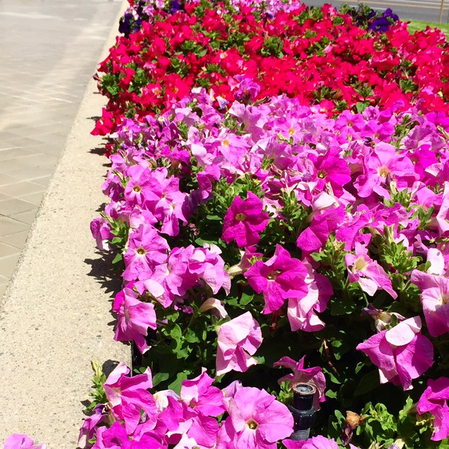  Just appreciating the lovely blooms in our landscaping at work. 