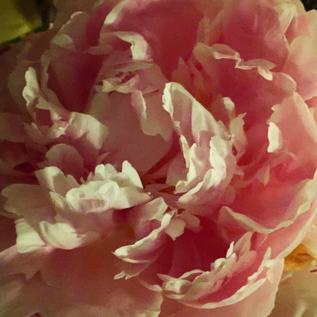  Trader Joes has been all over Instagram lately because they've had their shipments of fresh peonies.&nbsp; This is my 3rd bunch. They smell so great.   