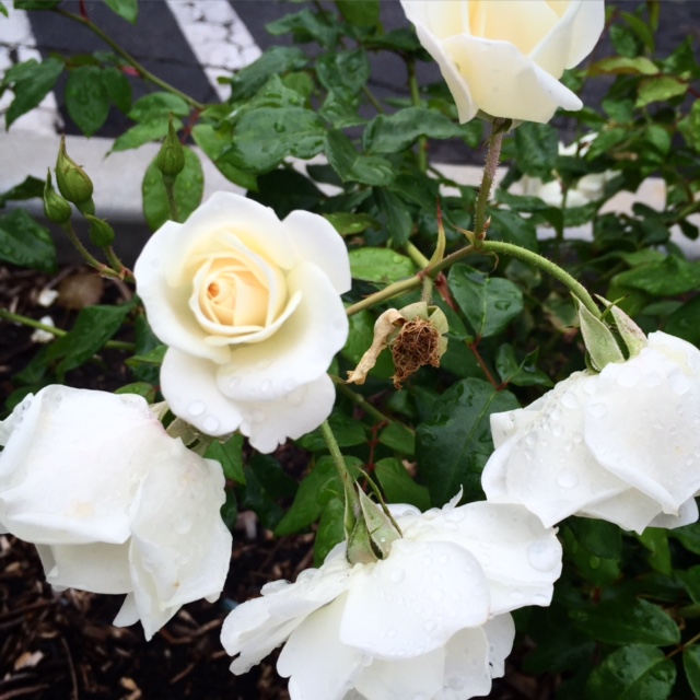  Just appreciating the little things around me - some lovely white roses outside the office. 