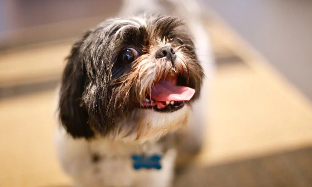 AN EXPERIMENT: DOES CBD OIL WORK FOR DOGS? - HIGH TIMES