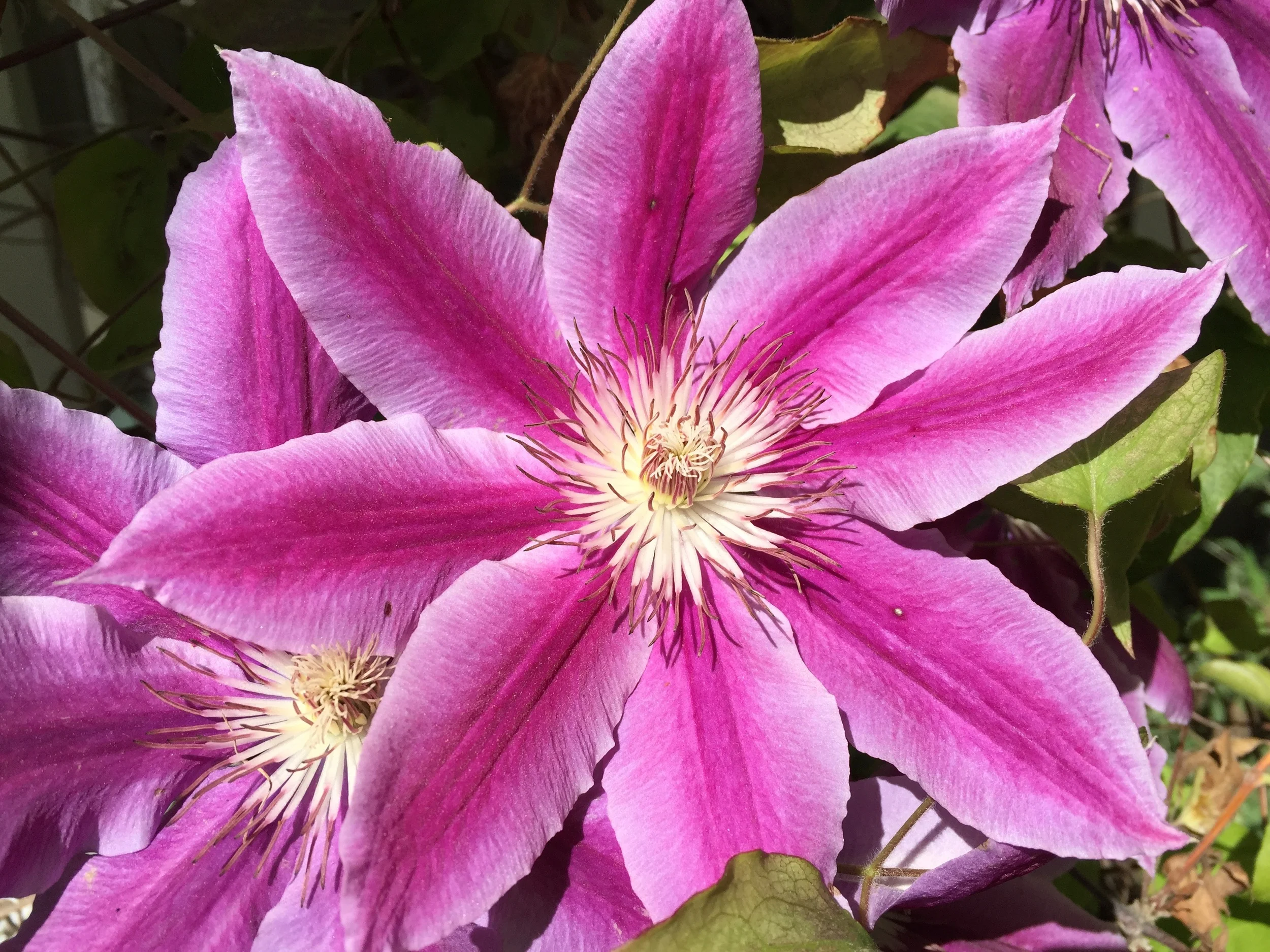 flower.jpg